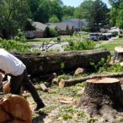Tree removal landscaping -Bush hogging -land clearing services (Memphis)